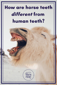 How are horse teeth different from human teeth
