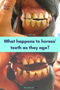 What happens to horses teeth as they age