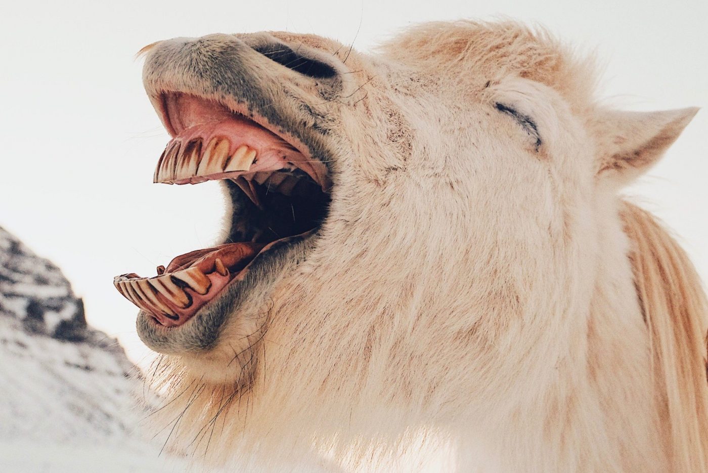 Horse teeth vs human teeth - Meliors Simms
